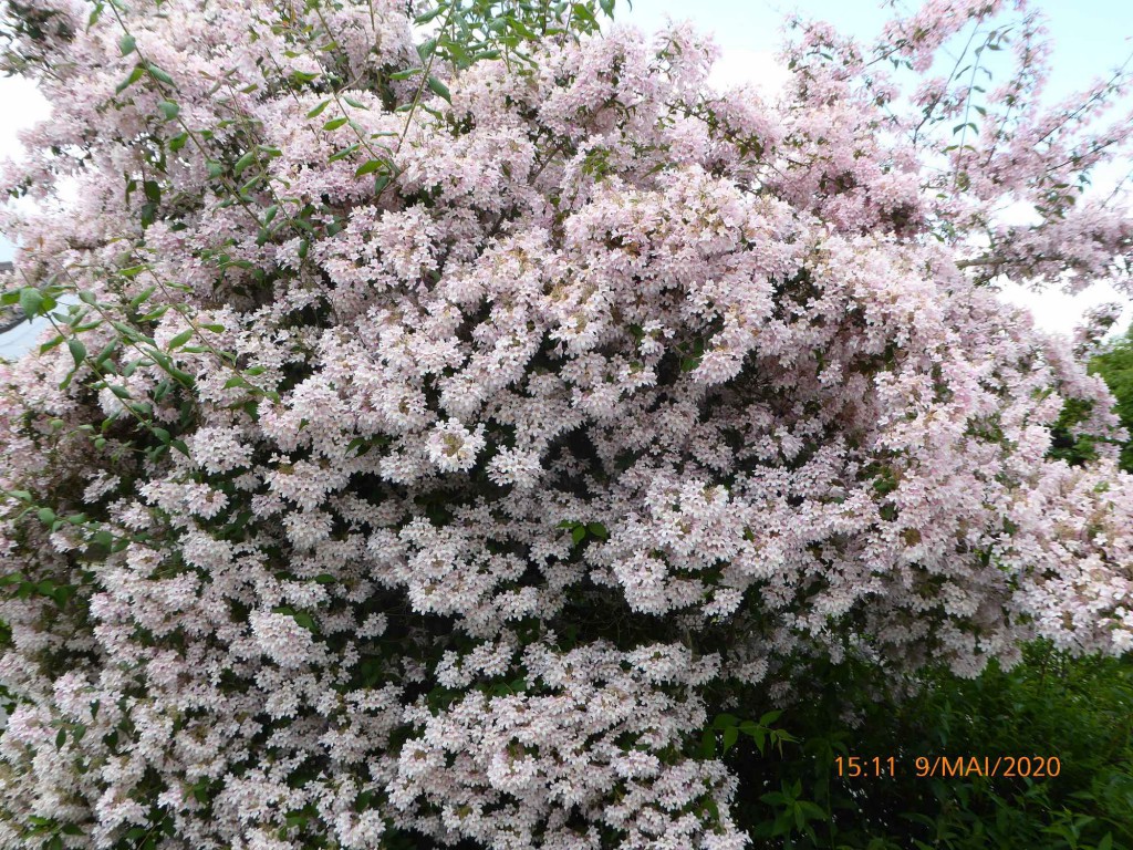 Mur de Fleurs